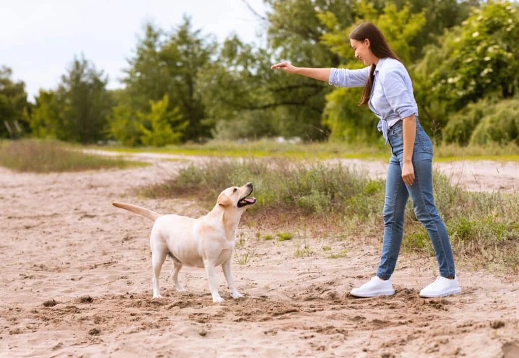 Dressage — LabraFamily