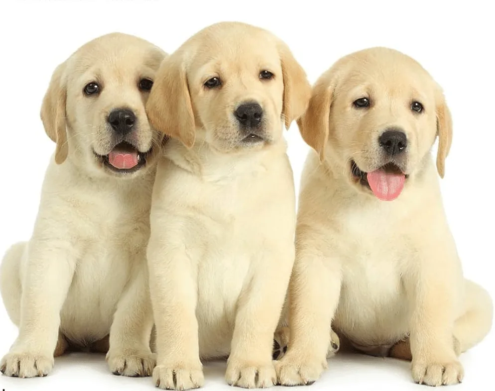 Three yellow Labrador puppies