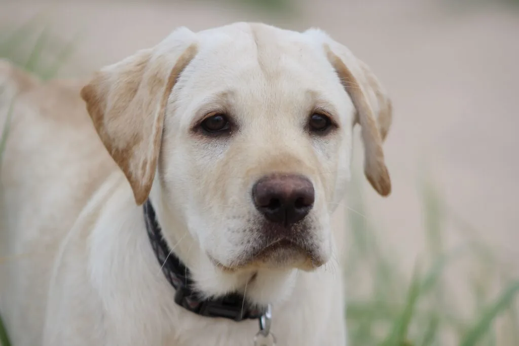 Soins — LabraFamily