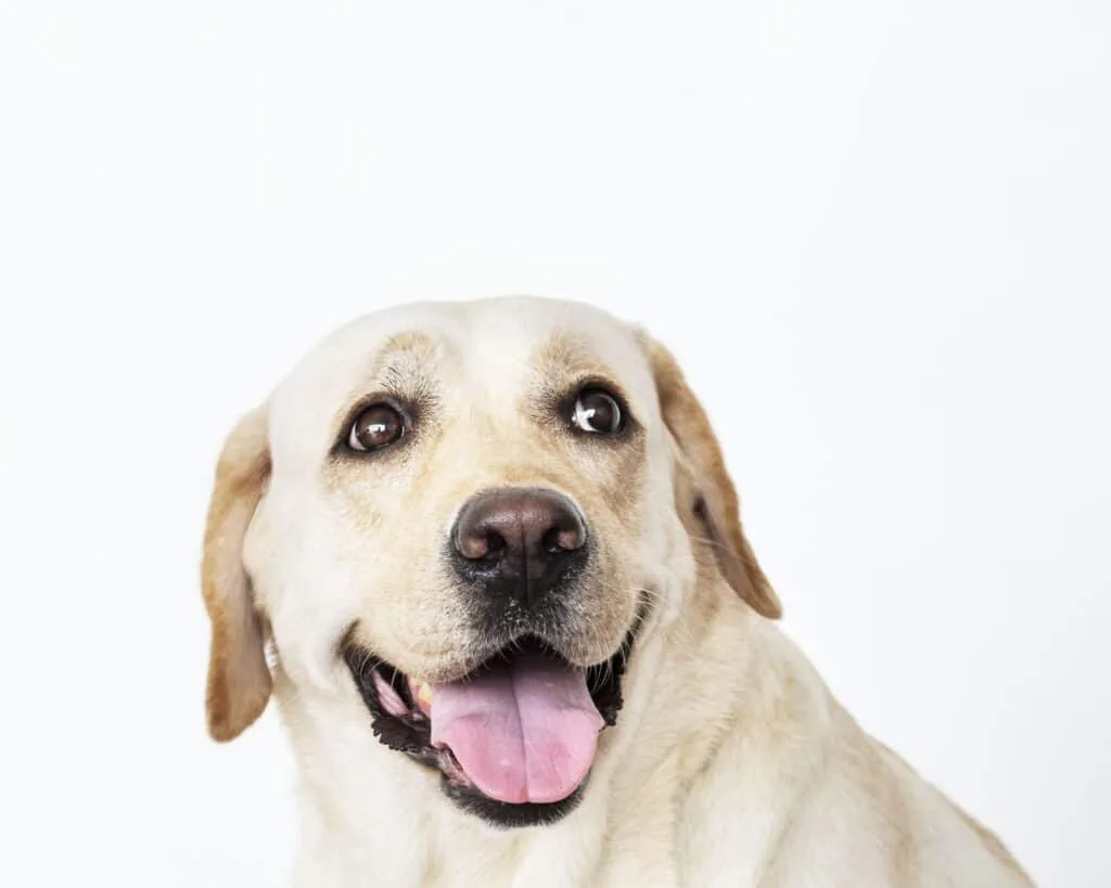 The Labrador – Retriever — LabraFamily