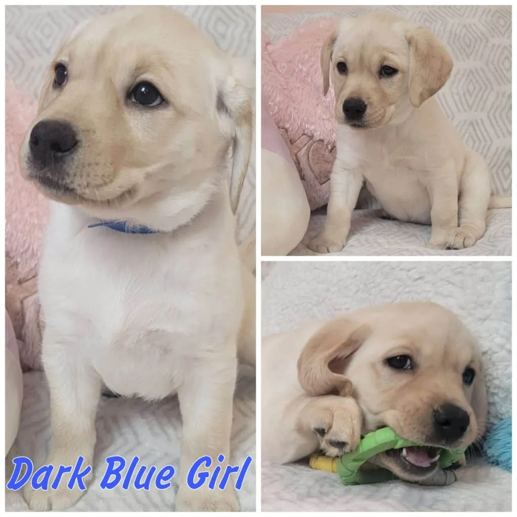Puppies — LabraFamily