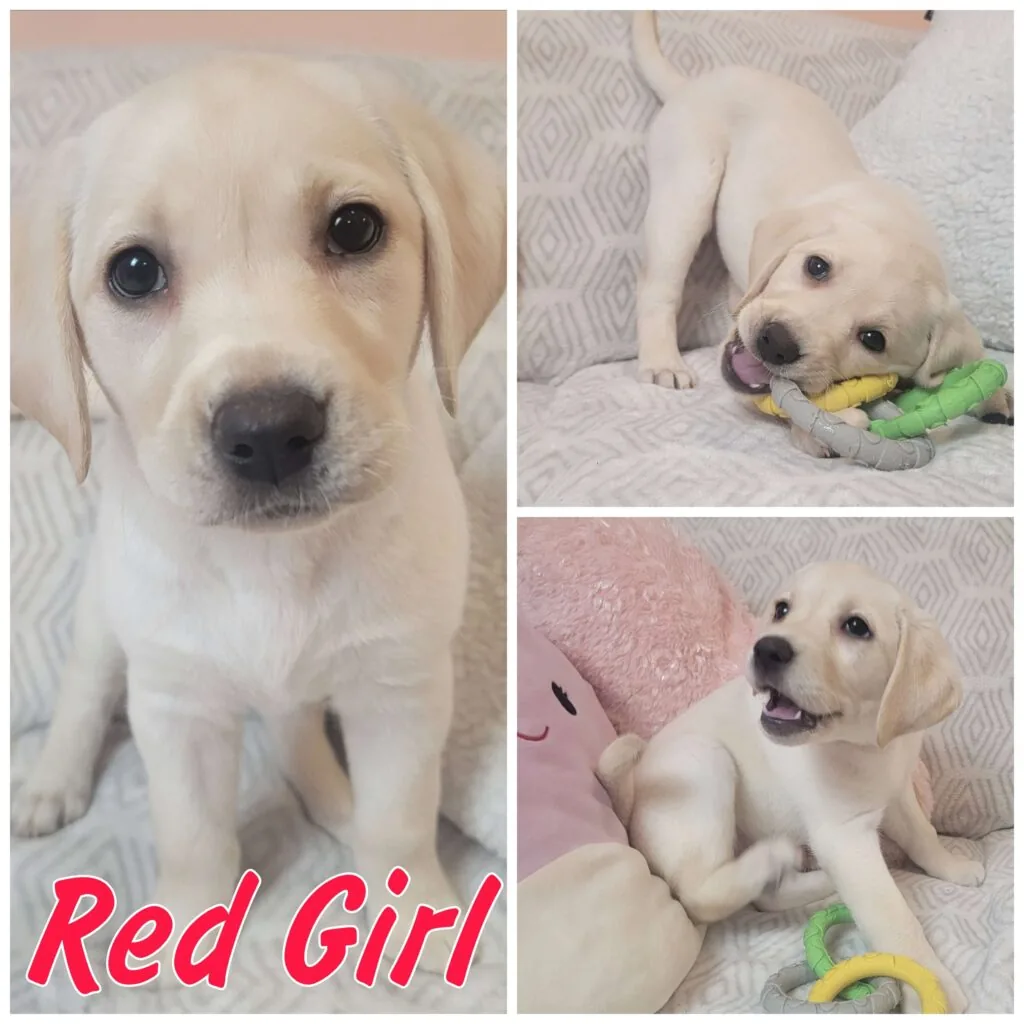 Puppies — LabraFamily