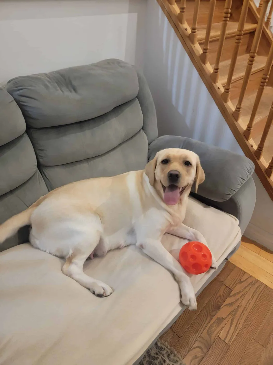 Labradors de LabraFamily
