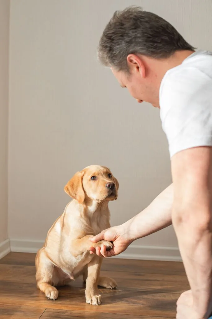Dressage — LabraFamily