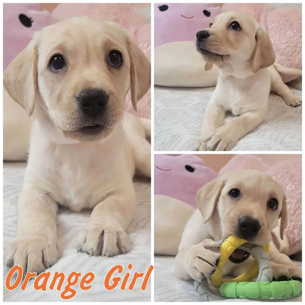 Puppies — LabraFamily