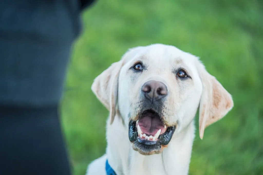 Training — LabraFamily