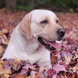 LabraFamily Labrador