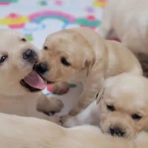 Kennel Labrador — LabraFamily