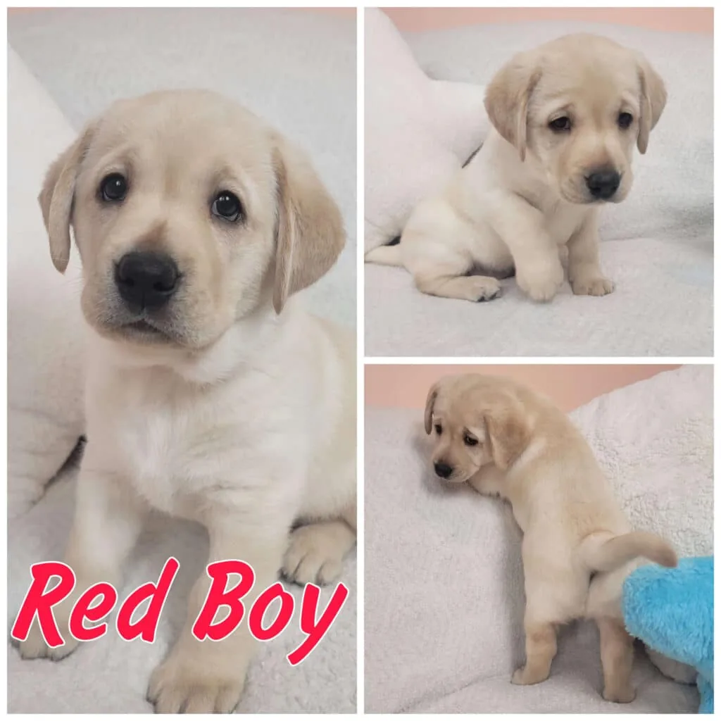 Puppies — LabraFamily