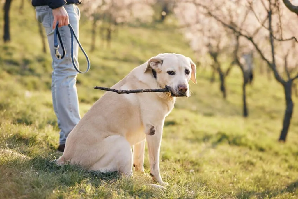 Training — LabraFamily