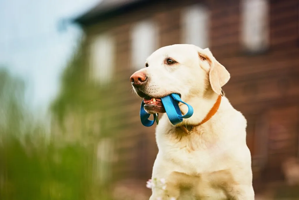 Training — LabraFamily