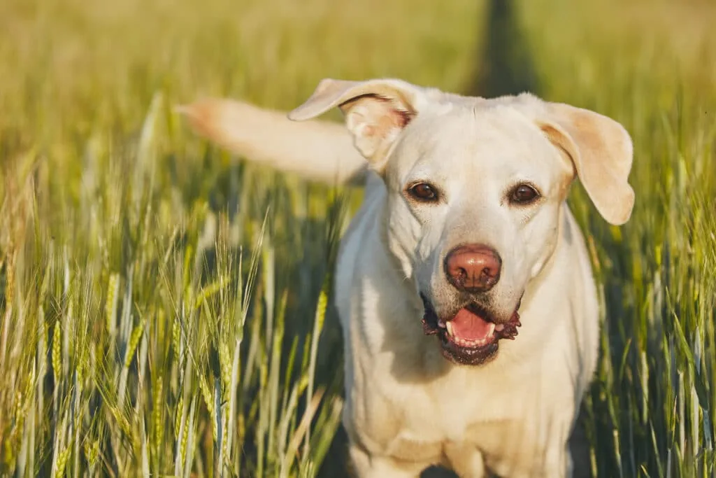 labrador training