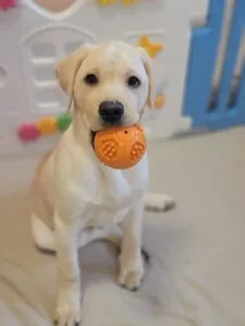 LabraFamily Labradors