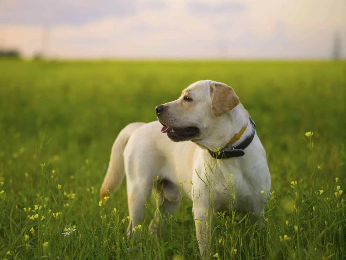 LabraFamily Labrador outdoors