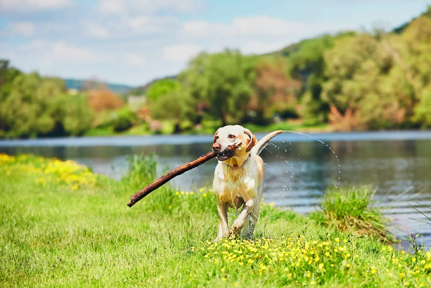 LabraFamily Labrador outdoors