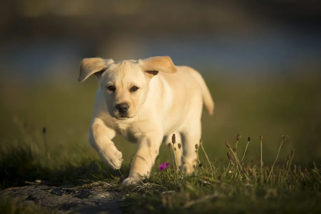 Soins — LabraFamily