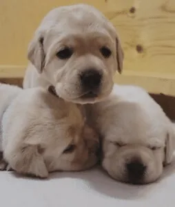 Le Labrador Retriever — LabraFamily
