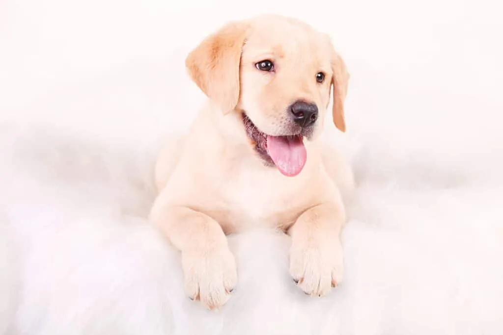 Le Labrador Retriever — LabraFamily