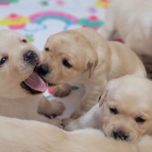 Young Labrador Retrievers at Labrafamily playing together