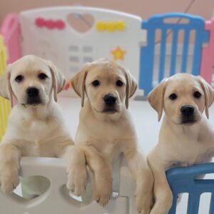 Labrador puppies in frequently asked questions text
